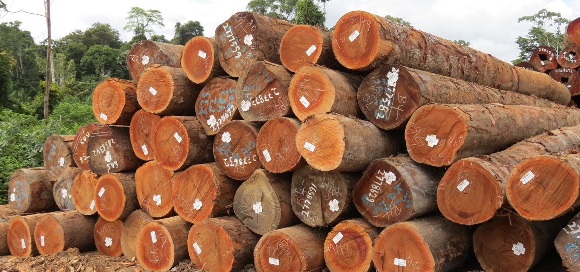 Hướng dẫn cách nhận biết gỗ gõ đỏ chất lượng